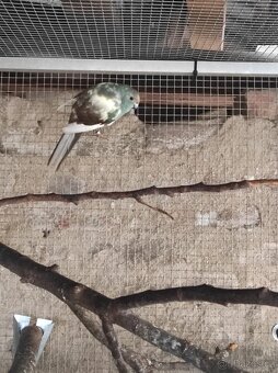 Kakariki Rudočely pár straka - 3