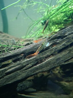 Prodám paví očka, ancitrusy a krevetky - 3