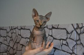 Kanadský sphynx - Koťata bez PP - 3