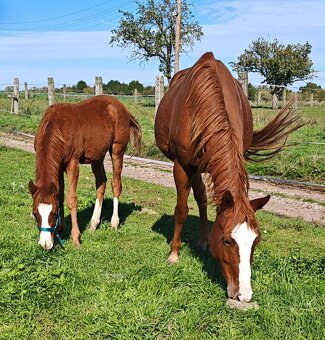 Paint horse - 3