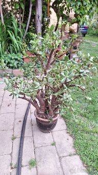 tlustice Crassula - 3