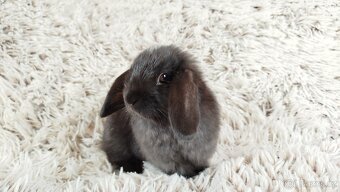 Zakrslý beránek, králíček, králík - ELLA - 3