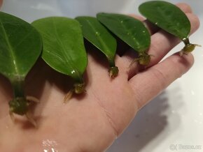 Zamioculcas Zamiifolia 4+1 zdarma - 3