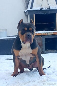 American Bully XL - 3