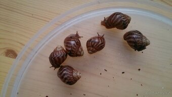 Achatina immaculata, achatina reticulata - 3