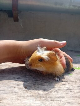 Morcata - 3