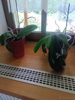 Orchideje v keramických květináčích - 3