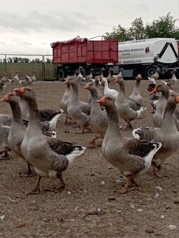 Prodej hus a brojlerů - 3