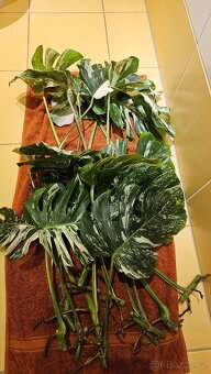 Monstera Variegata Alba - řízky - 3