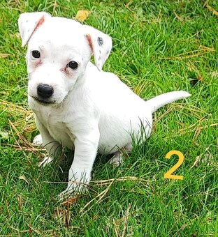 Jack Russel terier, kouzelné trikolor fenečky - 3
