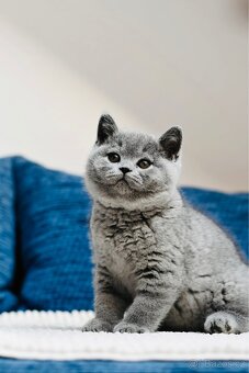 Britská modrá koťátka s PP - 3