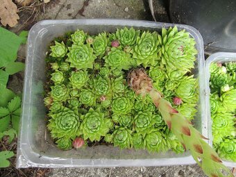 Netřesky na střechu, skalku, zídku - 3