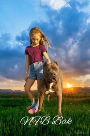 American Bully xl/ xxl krytí - 3