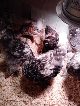 Brahmánka velká - 3