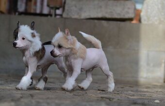 Čínský chocholatý pes - fenecka s PP - 3