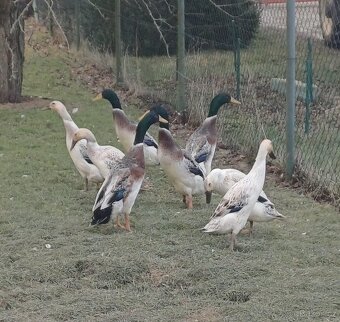 Indický běžec - 3