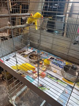 Papoušci Kakariki - 3