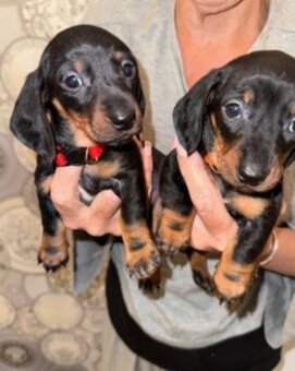 Trpasličí jezevčík - 3