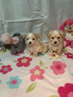 Maltipoo pudl - 3