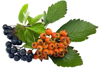 Koupím Jeřabinu stromek/sazenici - 3