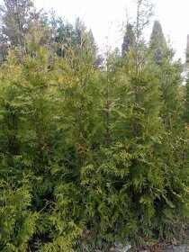 Túje 180cm až 220cm - 3