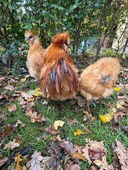 Kohout Hedvábničky zlaté - 3