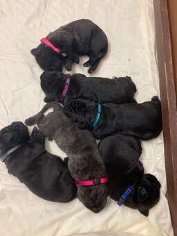 Štěňata Cane Corso s PP - 3