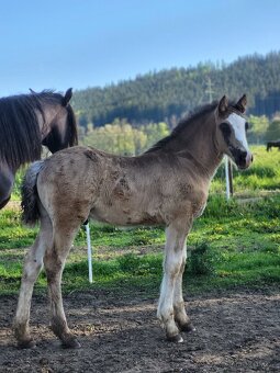 Welsh cob - hřebeček - 3