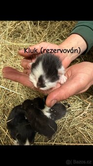 Darujeme koťata - 3