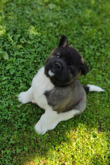 Americká Akita - American Akita - 3