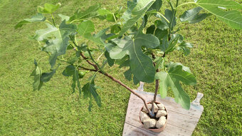 Fíkovník - Ficus carica "SULTANE" - 3