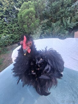 SLEPICE KOČINKY již jen pár - 3