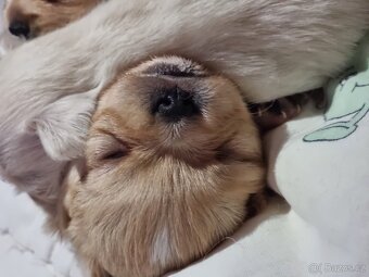 Čivava štěňátka - 3