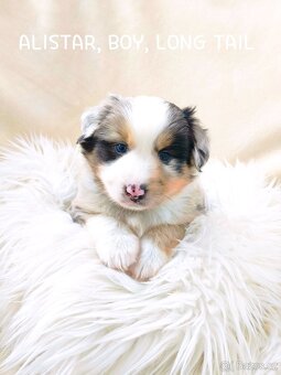 Miniaturní americký ovčák - 3