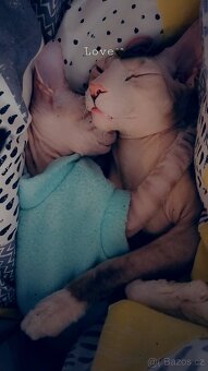 Kocourek Don sphynx bez PP - 3