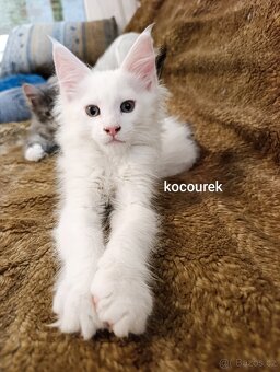 Mainská mývalí kočka - koťata bez PP - 3