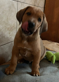 Štěňátka bez PP, Rhodesky Ridgeback - 3