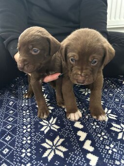 Psi pro aktivní život - 3