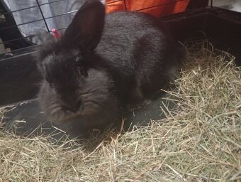 Králík jménem Kulička - 3