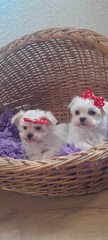 Maltézský psík, Maltézáček bez PP, - 3