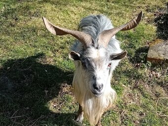 Prodám kůzle - 3