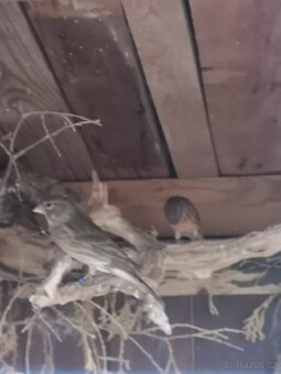 Kříženci - 3