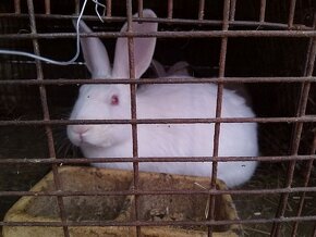 Prodám králíky a křepelky - 3