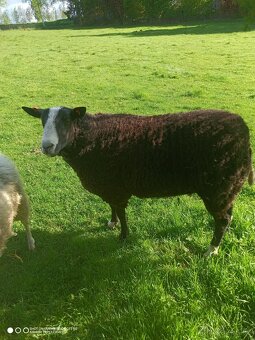 Beran zwartbles - 3
