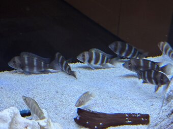 Frontosa Burundi - 3
