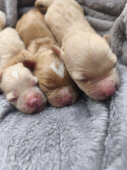 Maltipoo - 3