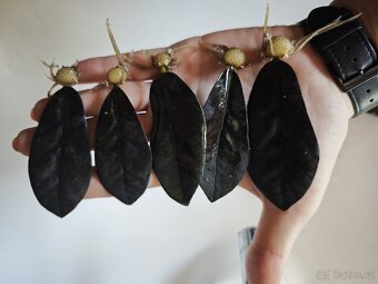 Zamioculcas Black raven 4+1 zdarma - 3