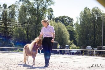 Klisna minishetland pony - 3