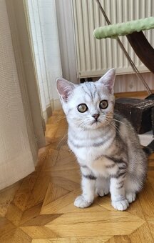Britská kočička WHISKAS - 3