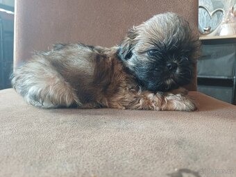 Shih-tzu - 3